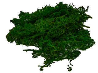 Mech doskonale sprawdzi się jako dodatek uzupełniający kompozycję dekoracyjną. Idealnie wkomponuje się w aranżację świeczników czy latarni. Może również posłużyć jako ozdobne wypełnienie doniczek z roślinami.
   *Kolor: ciemnozielony
   *Ilość: 10g
